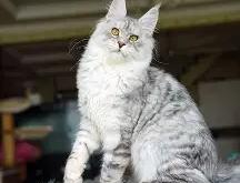 开云网址登录入口 -绉戞妧璧嬭兘缁胯壊浣庣鍙戝睍